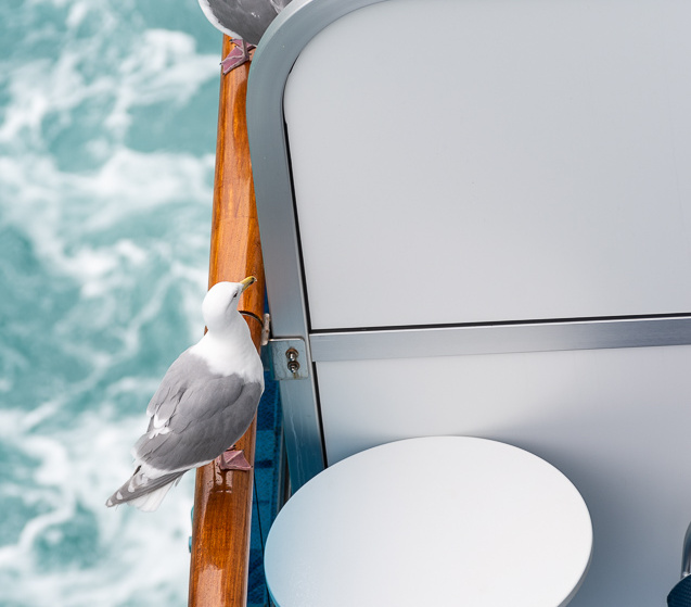 seagulls on balconies