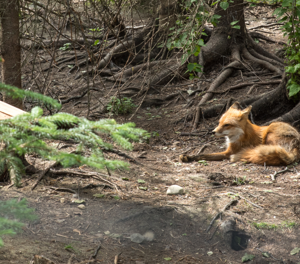 red fox