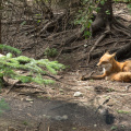 red fox