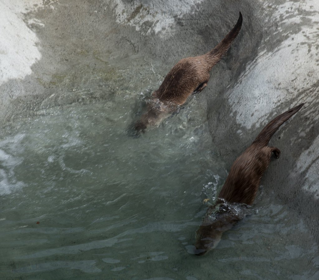 river otters