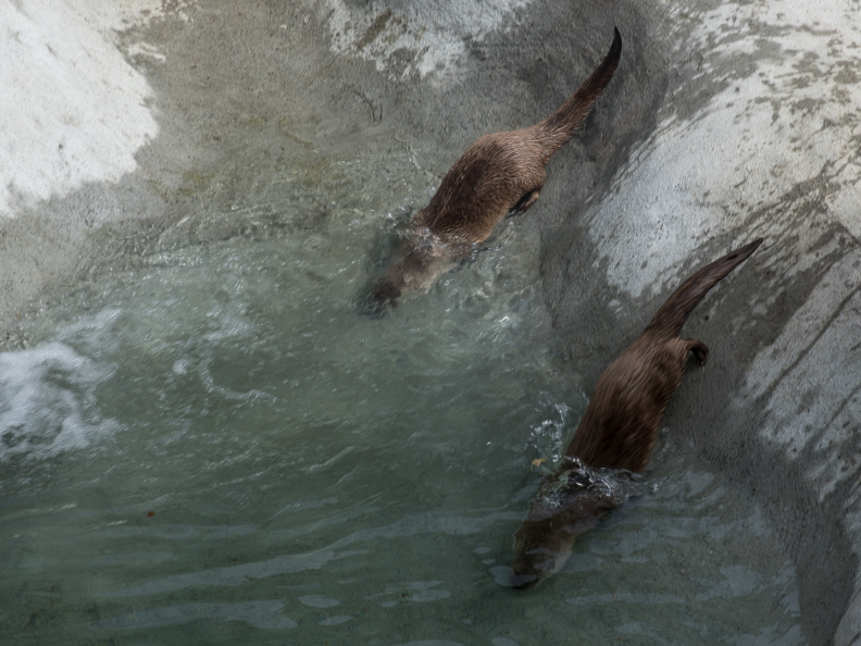 river otters