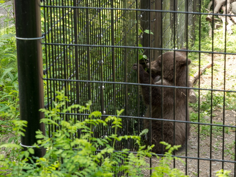 bear cub