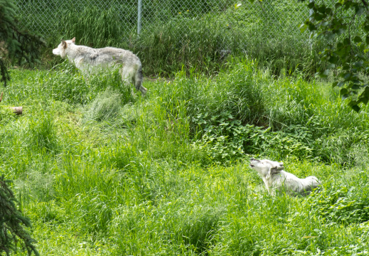 gray wolves