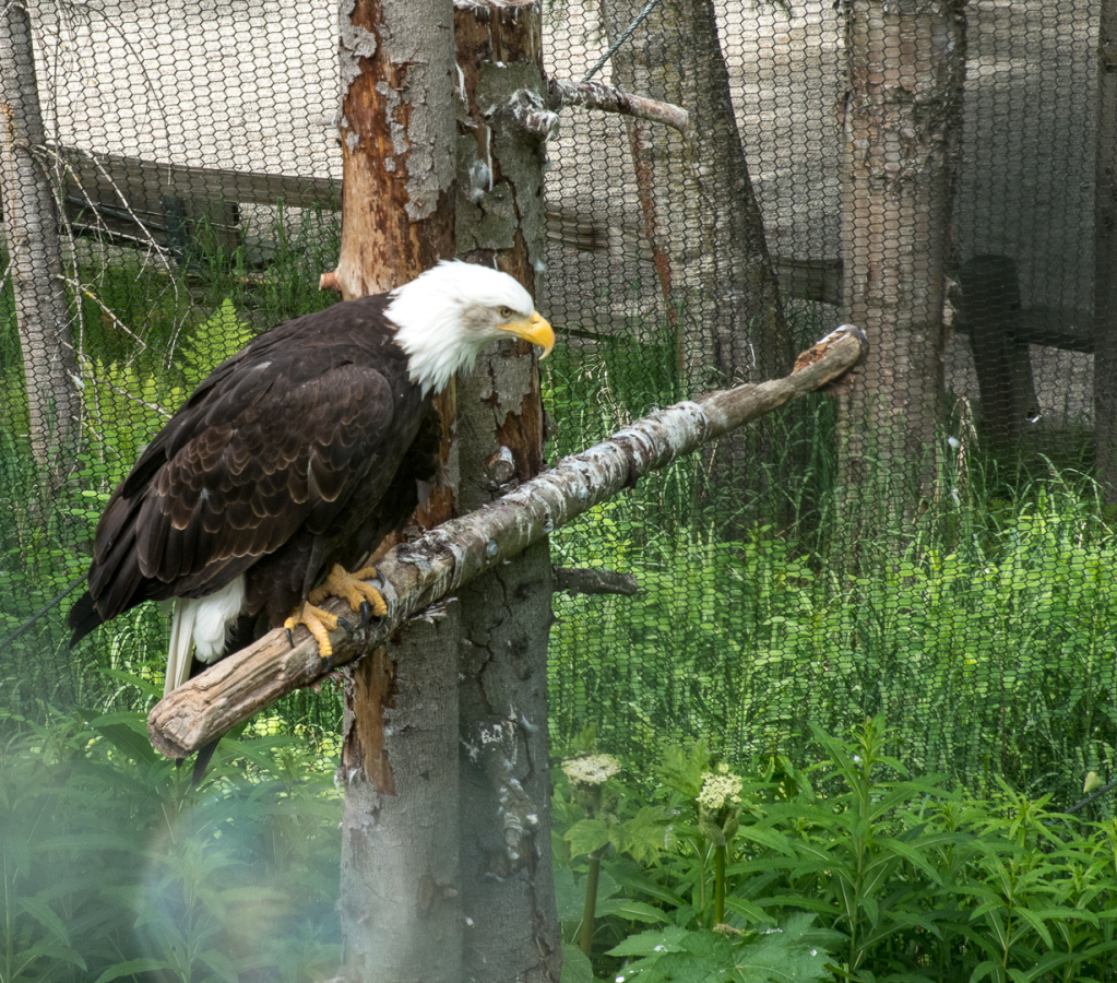bald eagle