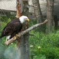bald eagle