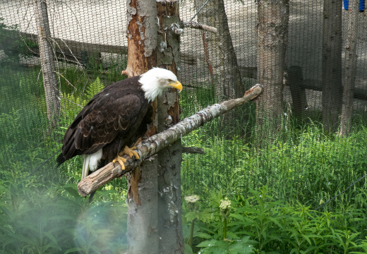 bald eagle