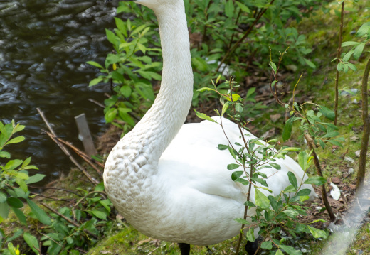 trumpeter swan