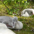 cygnets