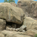 snow leopard