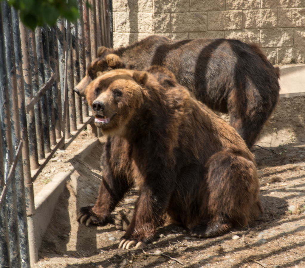 brown bears