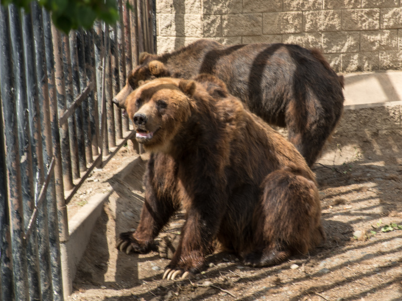 brown bears