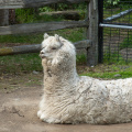 alpaca