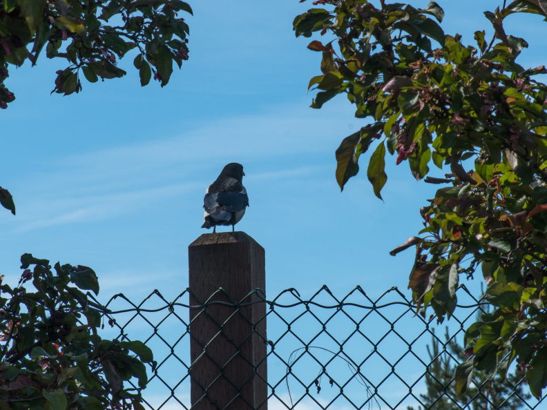 wild black-billed magpie