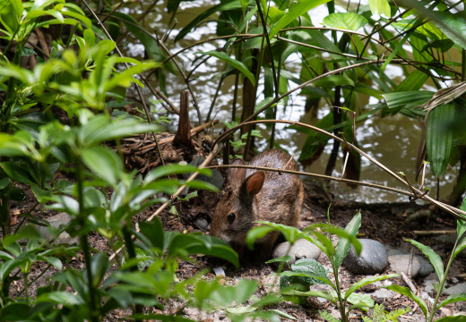Rabbit in Jungle Cruise queue