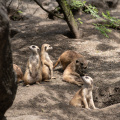 Meerkats