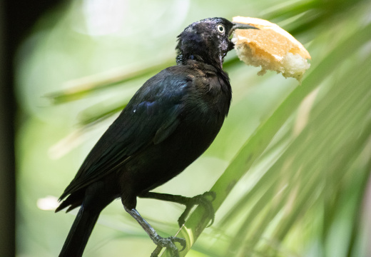 Bird with big piece of bread