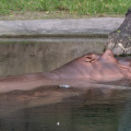 Hippos