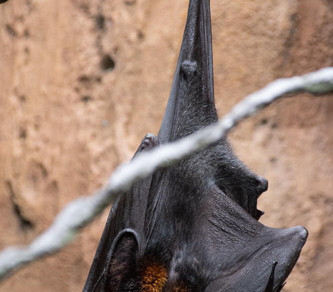 Malayan Flying Fox