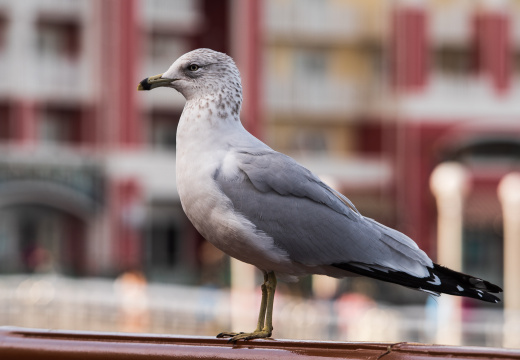 Boardwalk birds