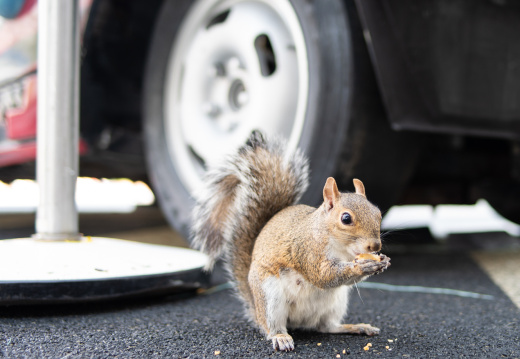 Squirrel at Cool Wash