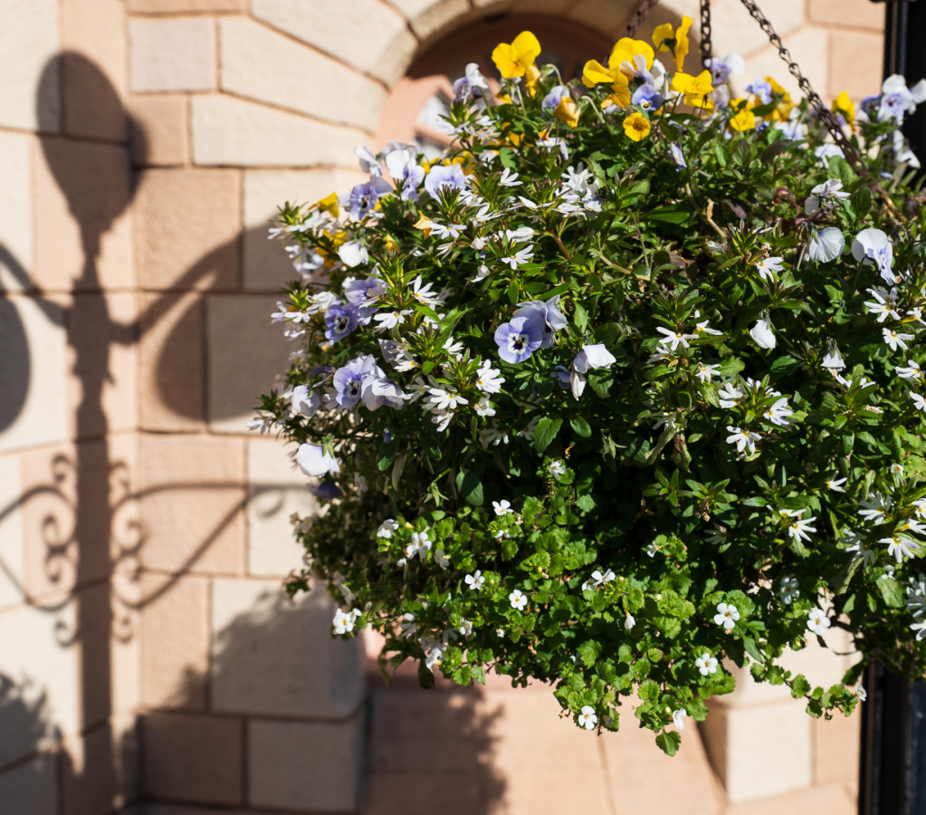 Flowers and shadow in Canada