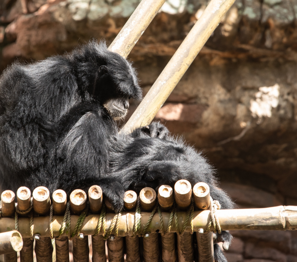 Monkey, maybe colobus