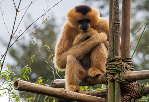 White-cheeked gibbon