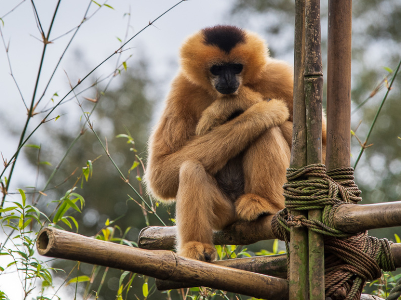 White-cheeked gibbon