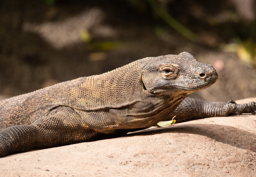 Komodo dragon