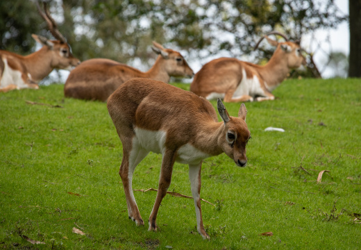 Blackbuck antelopes