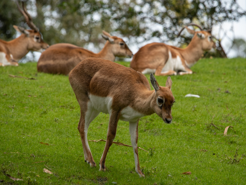 Blackbuck antelopes