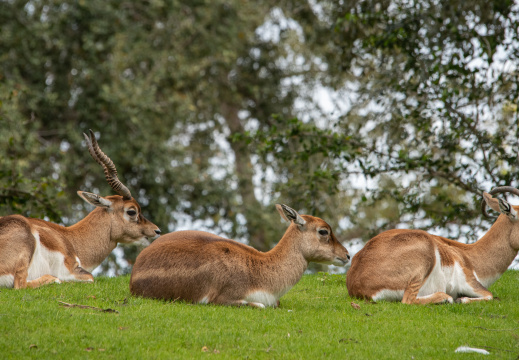 Blackbuck antelopes