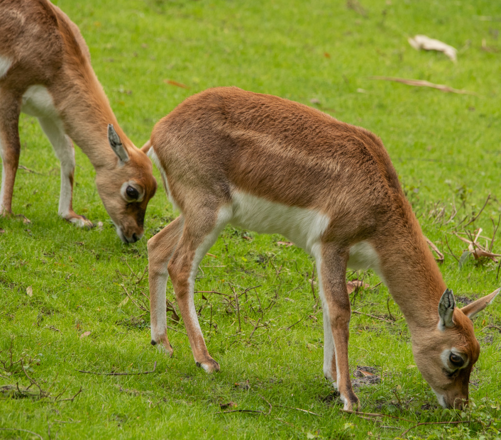 Blackbuck antelopes