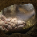 Naked mole rats