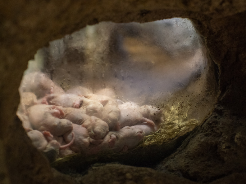 Naked mole rats