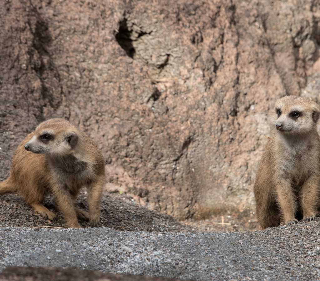 Meerkats