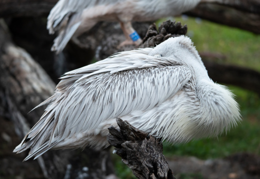 Birds in Animal Kingdom Lodge savanna