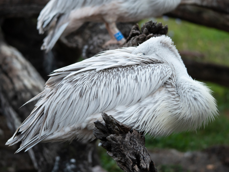 Birds in Animal Kingdom Lodge savanna