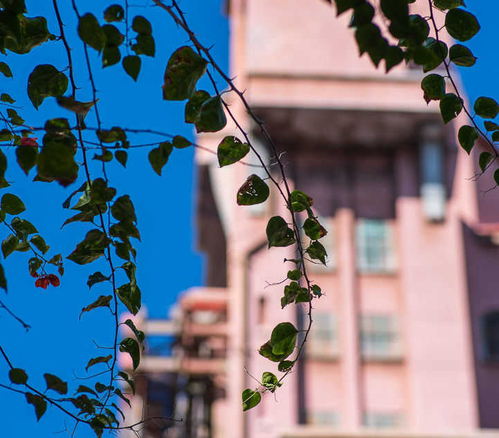 Tower of Terror and vines