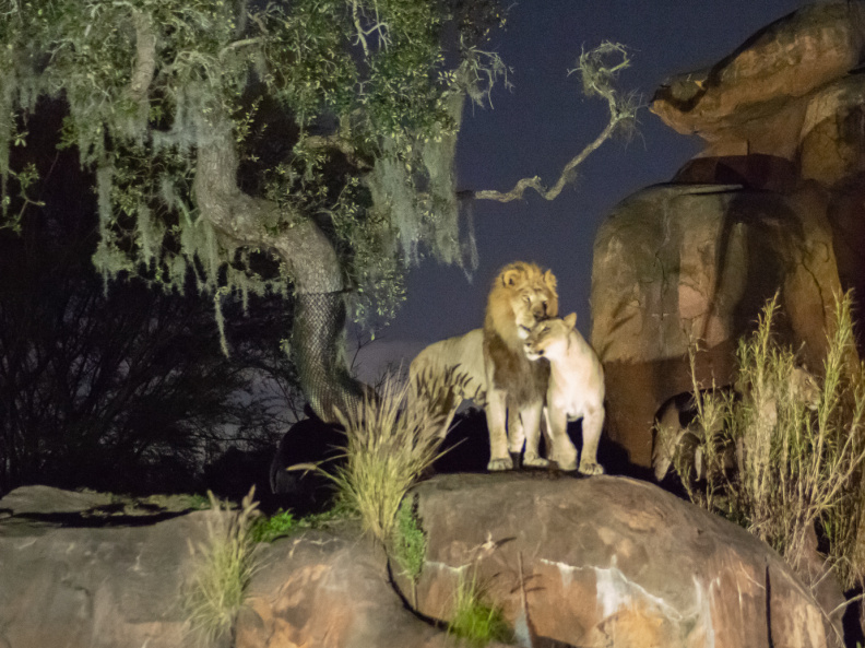 Lions at night