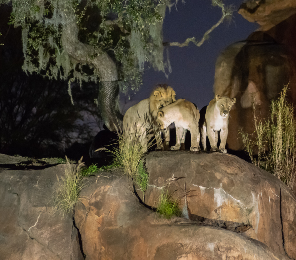 Lions at night