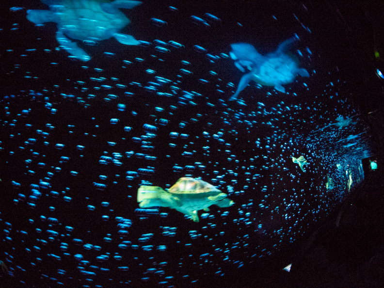 The Seas with Nemo and Friends on-ride